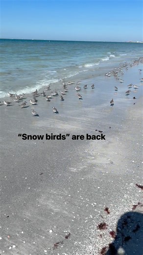 “Snow birds” are back! Clearwater Beach | OuterCoast Vacation Rentals