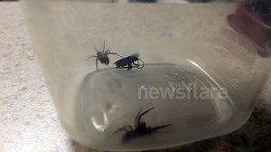 Spider explodes with babies when attacked