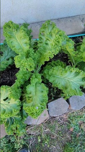 From Seed to Harvest: The Amazing Growth of My Mustard Greens Using the Cut and Come Again Technique