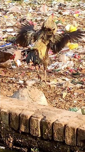 aseel murga 🐓#aseel murga#bird#best #TopAseel-o