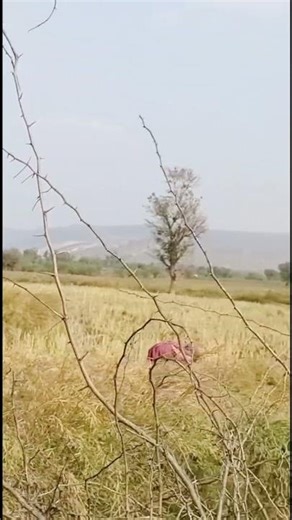 Investment Opportunity: 29 Bigha near Sariska Gate, Alwar 🐅🛣️ #Property #realestateinvestment