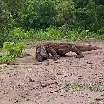 The Male Komodo Dragon Tried To Carry The Pig's Head Away