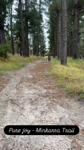 Ollie and Schnitzel living their best life on the Minkarra Trail. Off leash allowed at the northern end. | Erin Thompson MP