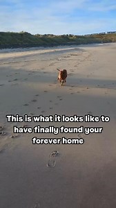 Pure happiness = finding your forever family 💛 Bella was adopted from Dogs Trust Ballymena and is well and truly living her best life 🐶 Her beach zoomies are EVERYTHING! [Video description: A Hungarian Vizsla running around on the beach. She's having so much fun running on the sand and getting close to the sea. The text over the video reads: This is what it looks like to have finally found your forever home.] | Dogs Trust