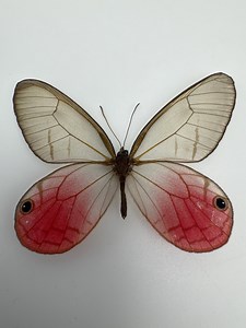 Cithaerias Aurorina — South America — Pink-tipped Glasswing Butterfly — Real Spread Specimen — Nymphalidae Collector Display — Floating Case - Etsy