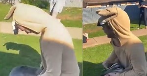 Man dresses up as kangaroo, convinces baby roo to hop in his pouch - Watch Viral Video