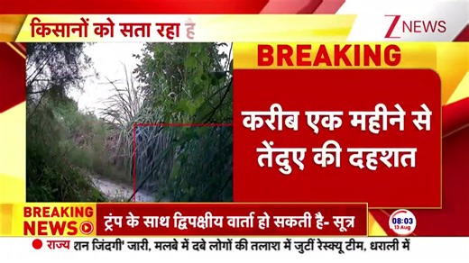 Leopard spotted in Delhi’s Burari Biodiversity Park #Delhi #Leopard | Zee News English