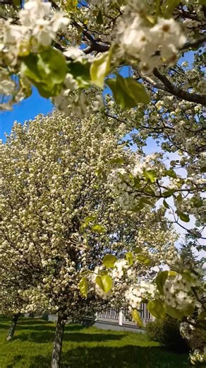 #весна #spring #wind #asmr