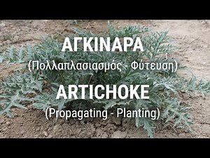ARTICHOKE (Propagating - Planting)