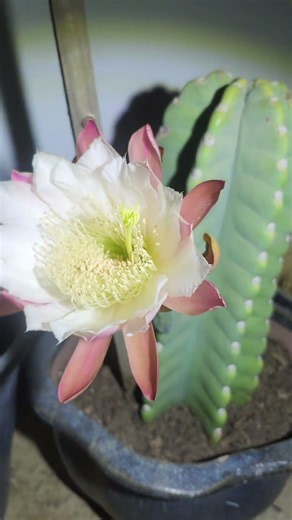 Peruvian apple cactus in bloom