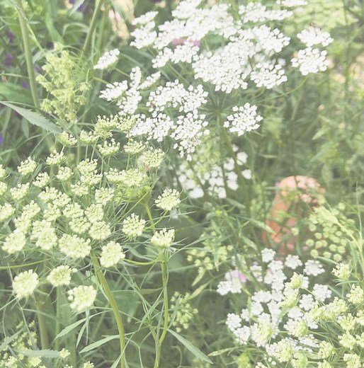 The Ultimate Guide to Growing Ammi Majus From Seed