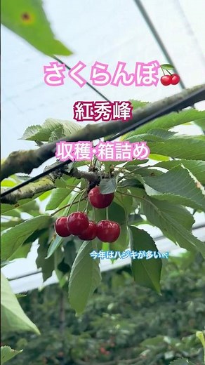 さくらんぼ🍒紅秀峰の収穫と箱詰め