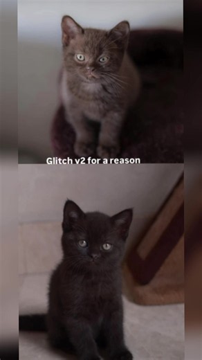 British Shorthair Cats: All the Beauty on CatTok