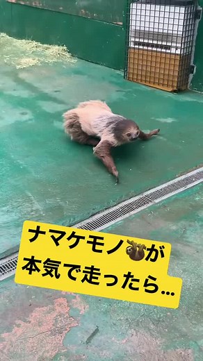 Sloth Playtime: A Slow-Moving Adventure in Nature