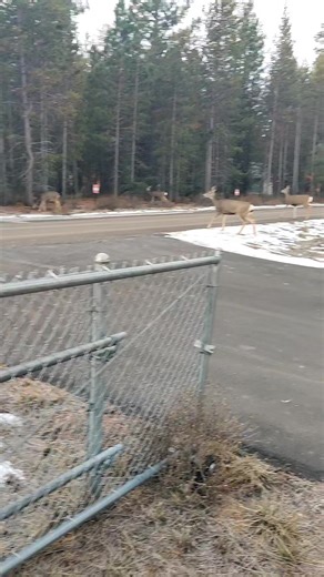 With the weather like a roller coaster, the deer aren't sure what to do! #muledeer #centraloregonfarm #wildlife | 3 Rivers Farmstead