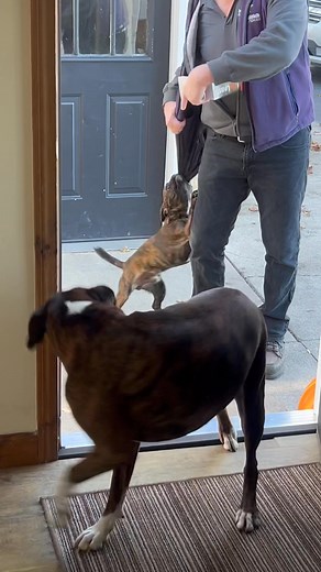 1.9K views · 18 reactions | Obedience training made simple with the...