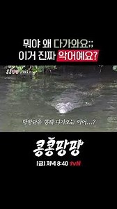 탐방단 옆에 헤엄치는 야생 악어?! 🐊#콩콩팡팡 EP.6
