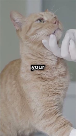 Do Cats Need Chiropractors? The Truth Revealed!