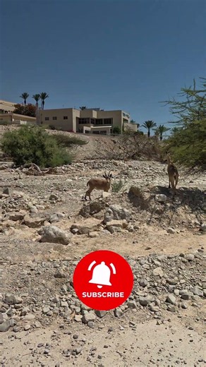 The Wild Neighbors of Ein Gedi: Up Close with Desert Ibex Families! 🐐#israel #deadsea #eingedi #ibex