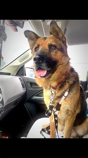 Tuck is abailable for adoption and is the best boy when out for adventures. He has good car manners, walks well on the leash and loves treats. Visit Yakimahumane.org today to see him and other available dogs🫶🏻 #germanshepherdsoftiktok #gsd #shelterdog