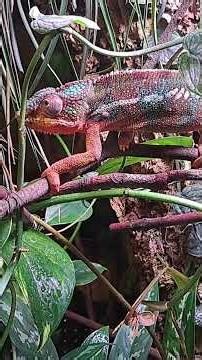 Kameleon lamparci . (Furcifer pardalis) JG