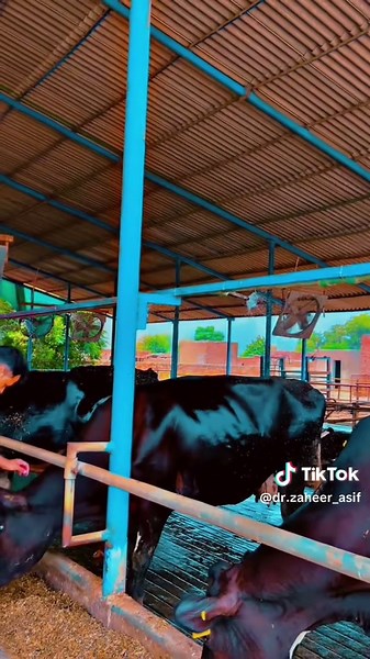 Dr. Zaheer Asif on TikTok