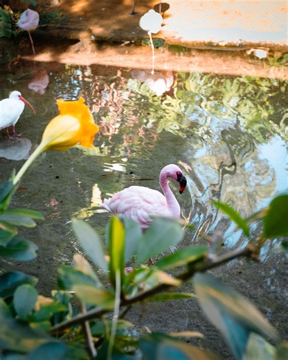 Flamingo Portrait Print - Etsy