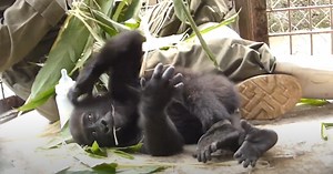 Orphaned Baby Gorilla Bonds With Human Caregiver After Rescue – The Photos Are Precious