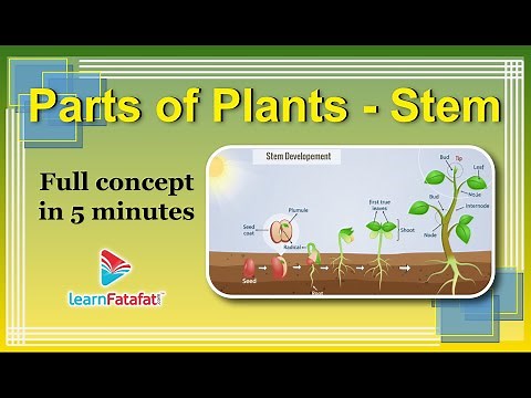 Class 6 Science Getting to Know Plants - Parts of Plants - Stem - LearnFatafat