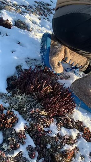 Alaska Bow Hunting Adventures with Gold Tip Arrows