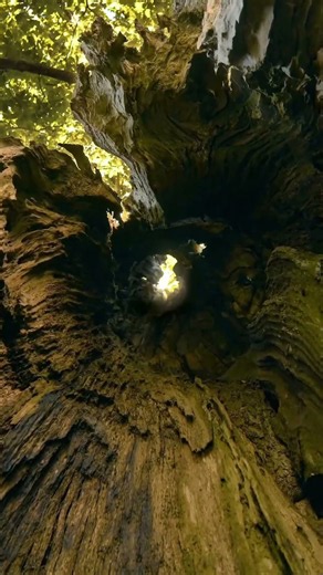 The sound of an oak tree creaking 🌳 #relaxing #nature #asmr