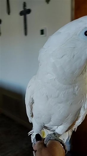 Spin Fun with Bandit the Cockatoo