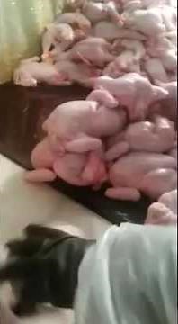 Is this how chicken is injected with salt water