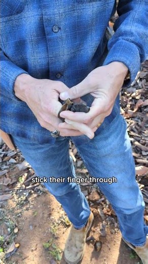 Discovering Vintage Avocado Picking Tools: Saving the Family Farm