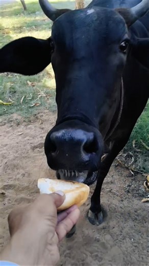 Cow's Surprising Reaction to Fresh Bread! 🐄🍞 #shorts #feedinganimals #cowlove