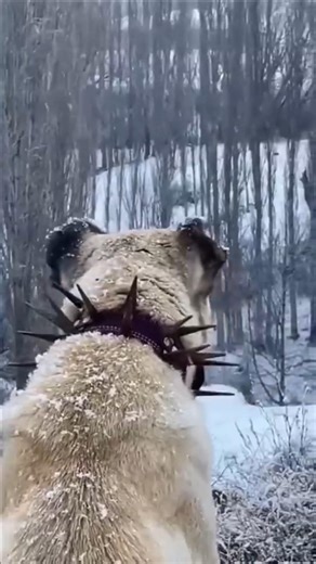 The Shocking Reason Guard Dogs Wear Spiked Collars