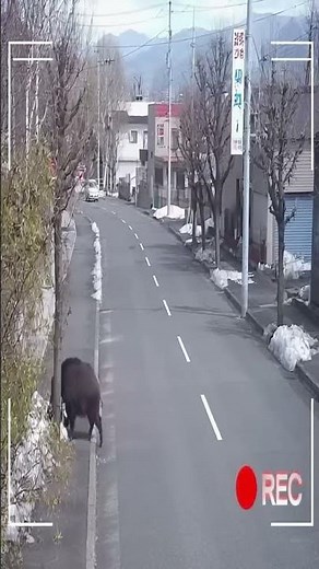 【防犯カメラ提供映像】市街地に猪が出没！#防犯カメラ #イノシシ出没 #市街地トラブル #野生動物 #衝撃映像 #ニュース速報 #防災情報 #夜間映像 #動物ニュース #地域安全 #監視カメラ