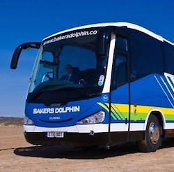 Bakers Dolphin