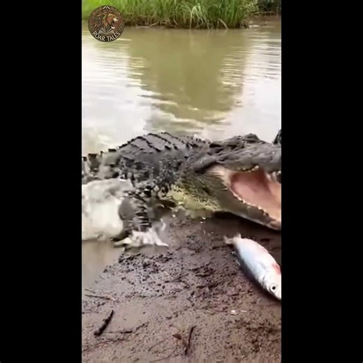 Crocodile ambushes monitor lizard