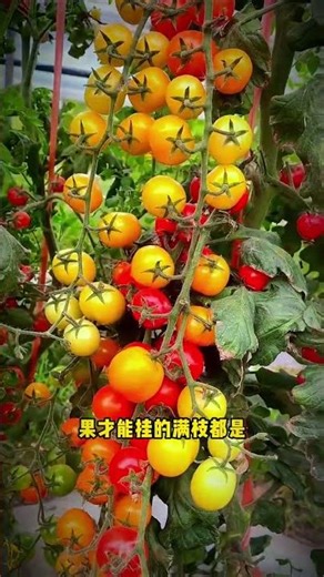 Master High-Yield Vegetable Gardening Secrets