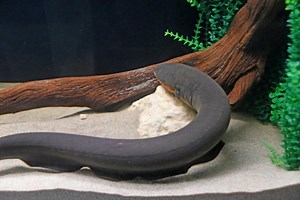 Electric eel tweets with a Pi @Raspberry_Pi #piday #raspberrypi