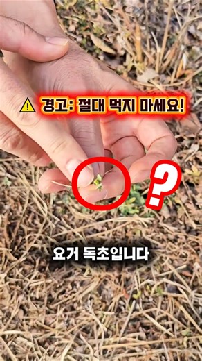 냉이 캐다 응급실행? 😱 아무도 알려주지 않는 봄나물의 위험한 진실