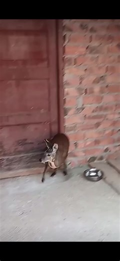 Descubre el Musk Deer: Un Animal Fascinante