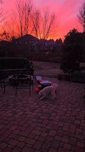 Lambeau: Red Sunrise #cockapoo