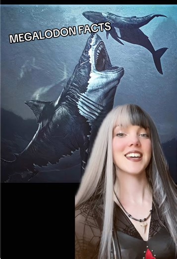 Megalodon Facts: Prehistoric Shark Wonders