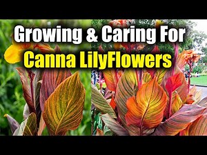 How to Grow and Care for Canna Lily