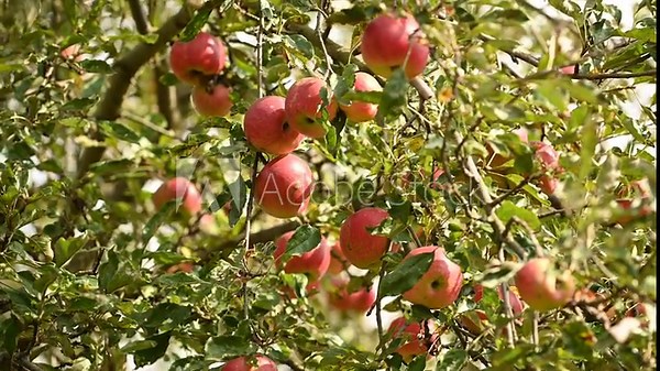 Red apple variety on the fruiting tree - malus Domestica gala in the garden. Fruits on the lush green trees, fruit ready to harvest.