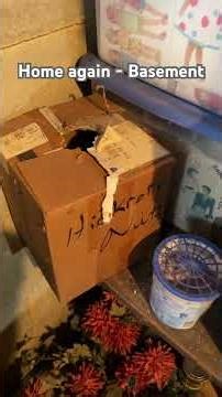 Storm cellars are just that - for a storm not to store. #homeagain #cleanup #semiretirement