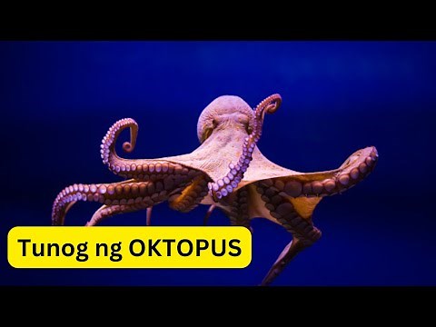 Tunog ng OKTOPUS | Sound of OCTOPUS