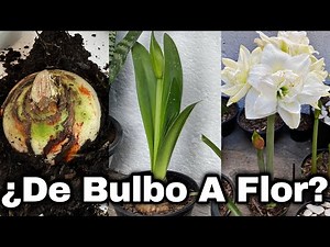 From Bulb to Flower: How to Grow Amaryllis Successfully and Get Stunning Results!
